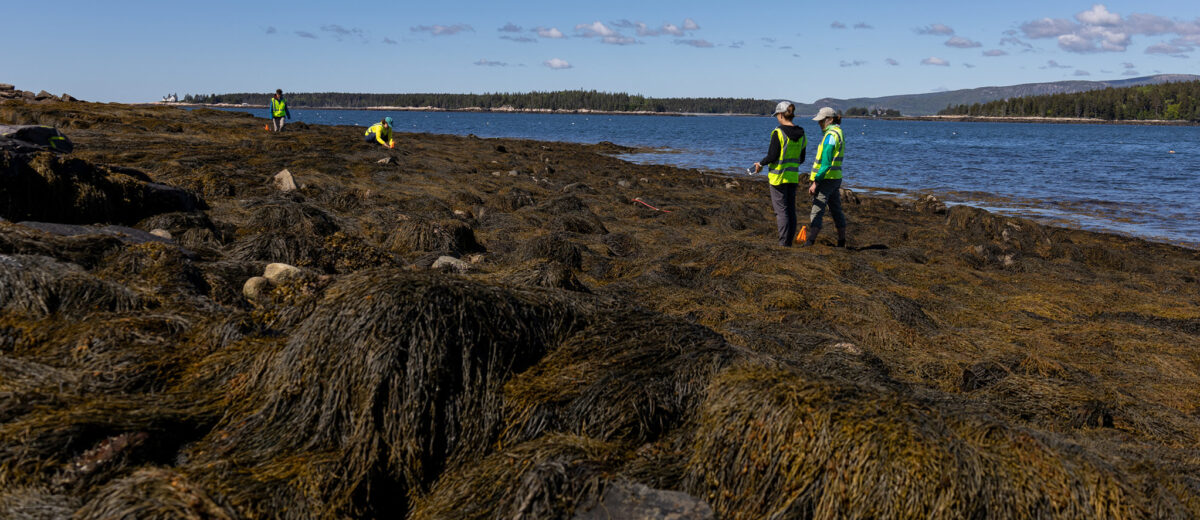 In the distance, a group of volunteers and researchers study and measure the seaweed in the intertidal zone. In the foreground is a close-up view of the seaweed.