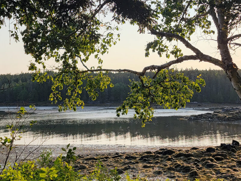 Sunrise view through the trees of a peaceful cove on the Schoodic Peninsula at lowtide.