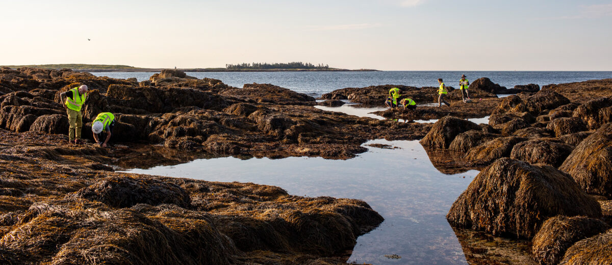 At a distance, a group of volunteers and researchers study the seaweed in the intertidal zone.