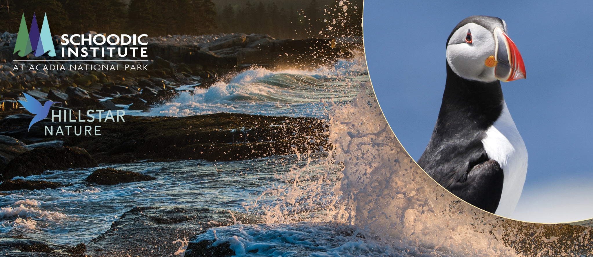 A photo collage of two images - in the background is a sunset view of the Maine coast, with waves crashing and spraying near the lens. Overlaid in the top right is an Atlantic puffin against a clear blue sky.