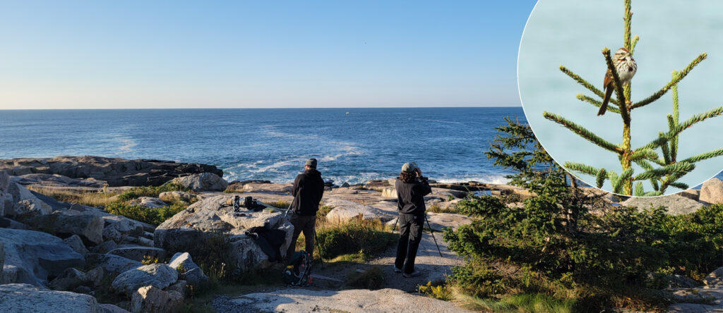 Two birders stand at Schoodic Point, facing the open sea, with telescopes as they search for birds on a clear blue sky day. Overlaid in the top right is an image of a bird atop thin branches.