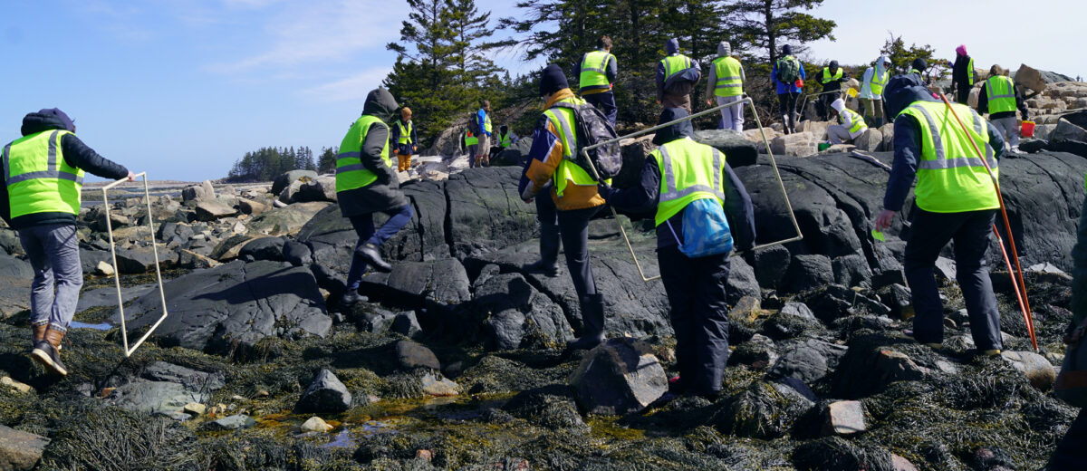 A group of students hike through the intertidal zone while helping with an invasive green crab survey.