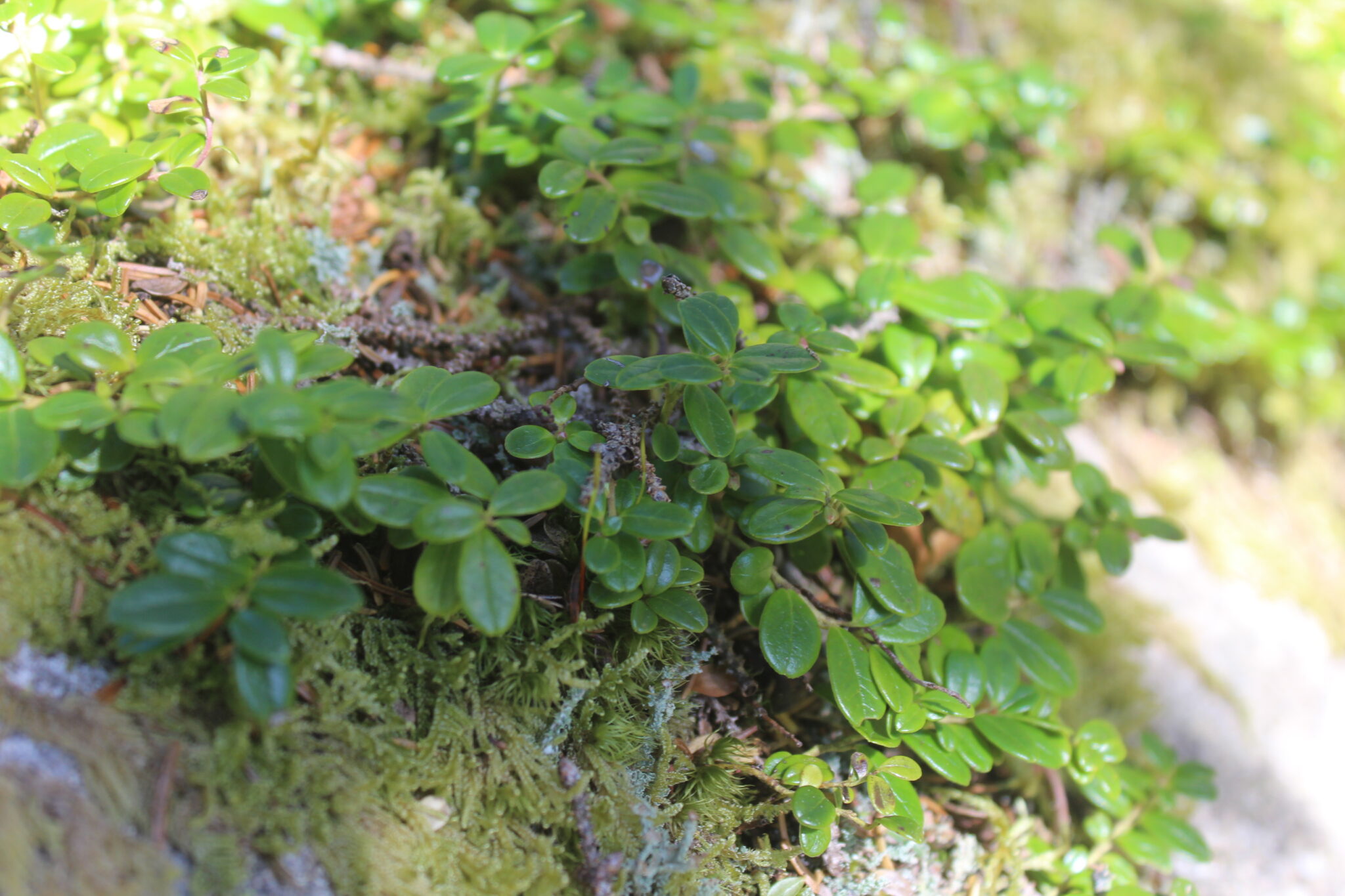 Close-up view of lingonberry, an often seen companion on trails in Acadia and a hardy, evergreen shrub that thrives in cool, boreal environments.