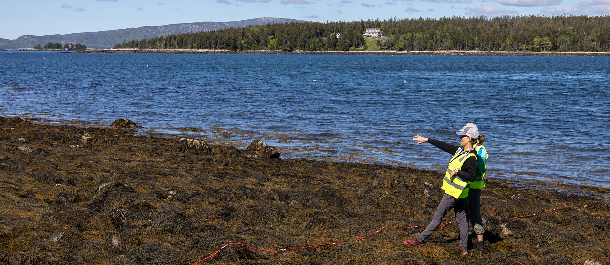 Researchers in the intertidal zone observe and survey the seaweed at low tide on the Schoodic Peninsula.