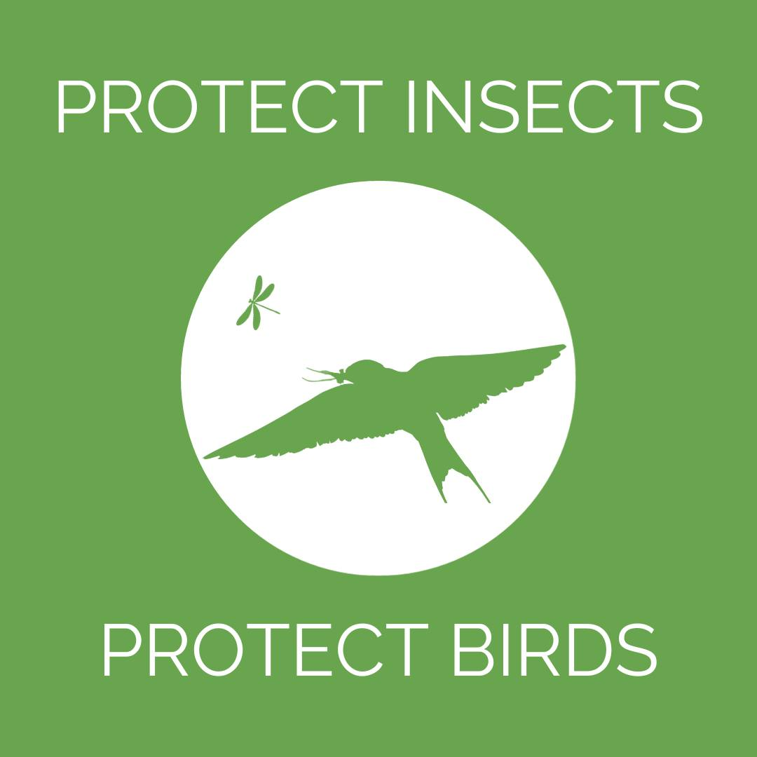 A graphic that reads Protect Insects, Protect Birds, shown in white and green with a bird icon in the center.