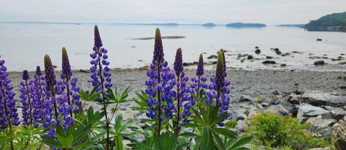 Lupines blooming near the ocean's shore.