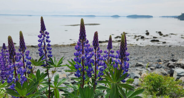 Lupines blooming near the ocean's shore.