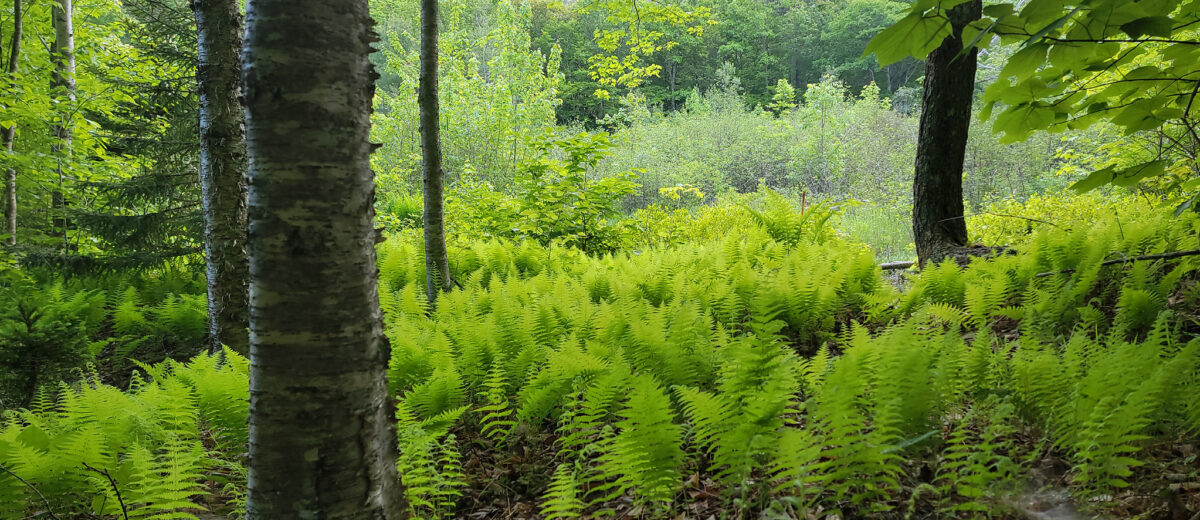 A lush forest full of ferns.