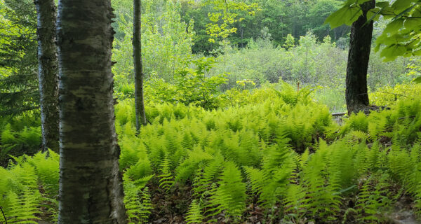 A lush forest full of ferns.