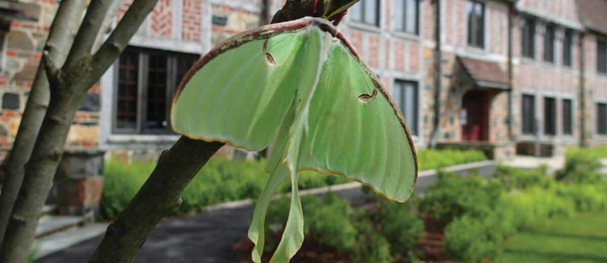 Close-up view of a luna moth resting on a tree branch