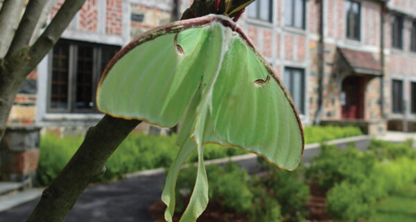 Close-up view of a luna moth resting on a tree branch