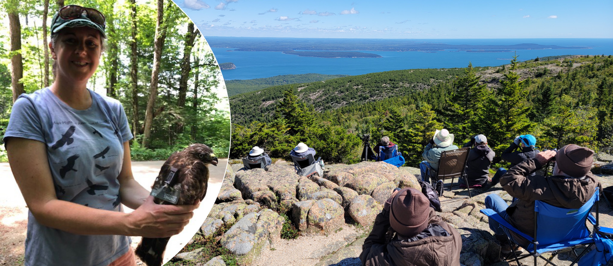 Two image collage, featuring (on the left) Julie Brown holding a hawk; on the right, volunteers use binoculars while watching and counting hawks during Hawk Watch on Cadillac Mountain in Acadia National Park.