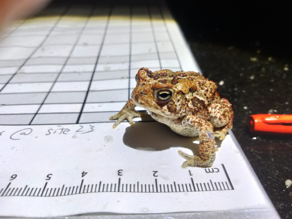 a toad sits on a paper data sheet with a ruler and pencil text reads site 23