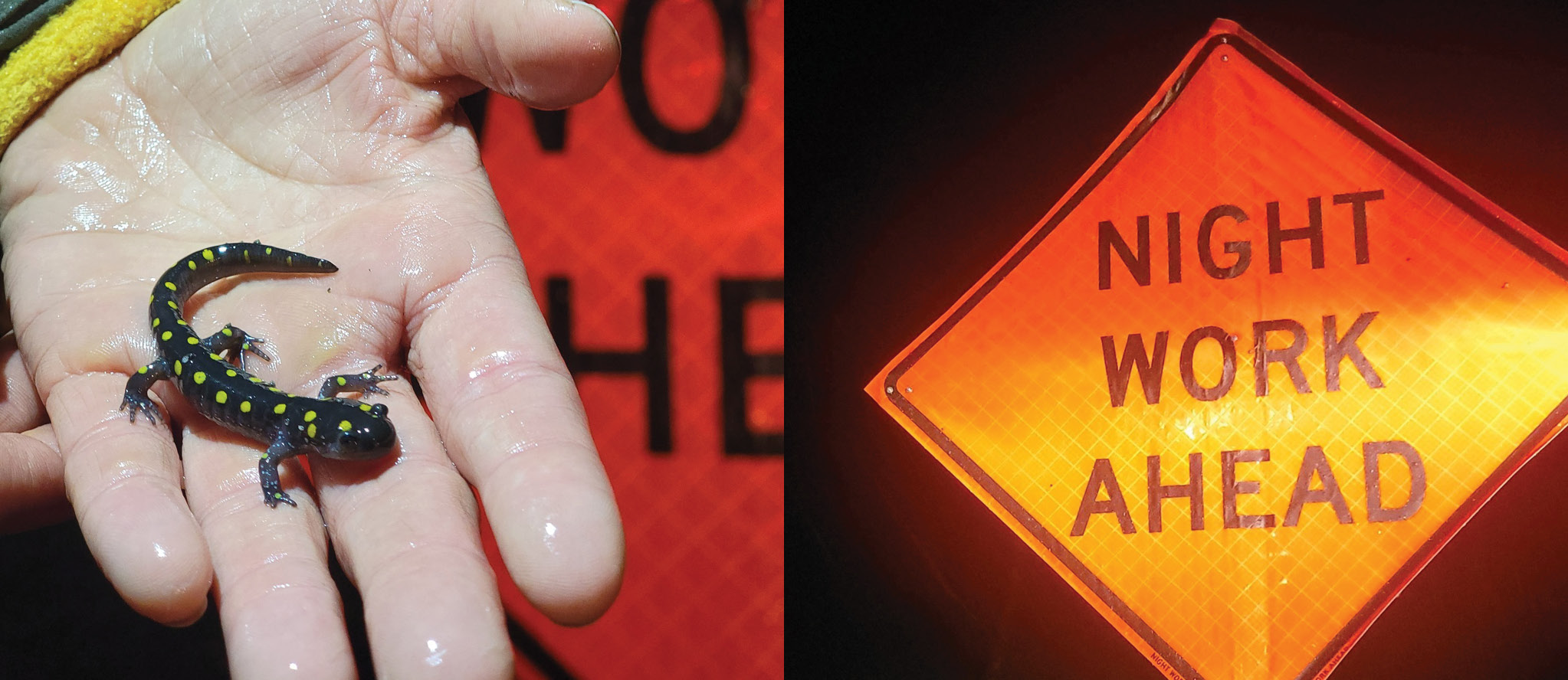 Two-image collage of a hand holding a spotted salamander (left) and a road sign reading Night Work Ahead (right).