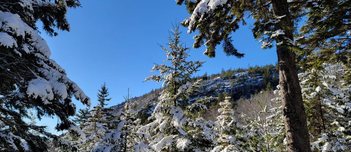 Snow-covered spruce and mountain beneath a blue sky