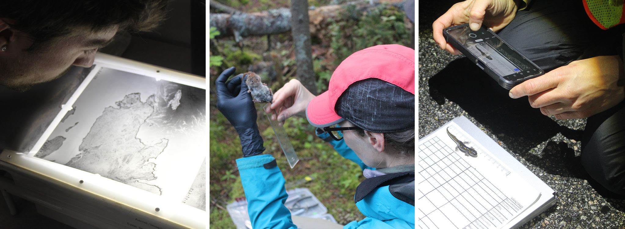 Three-image collage featuring (from left to right): Peter Howe closely examines historical maps; Brittany Slabach holds a mouse while conducting research; and a close-up view of hands holding a phone to take a photo of a spotted salamander on the ground