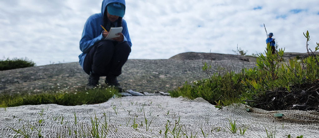 Alex Cisneros Carey, Restoration Research Associate at Schoodic Institute, crouches down near a mountain summit in Acadia while taking notes and observing an experimental vegetation plot.