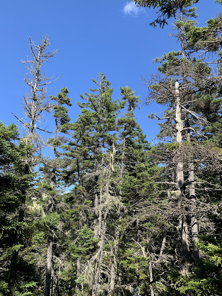 Red spruce (Picea rubens) affected by dwarf mistletoe at Isle au Haut