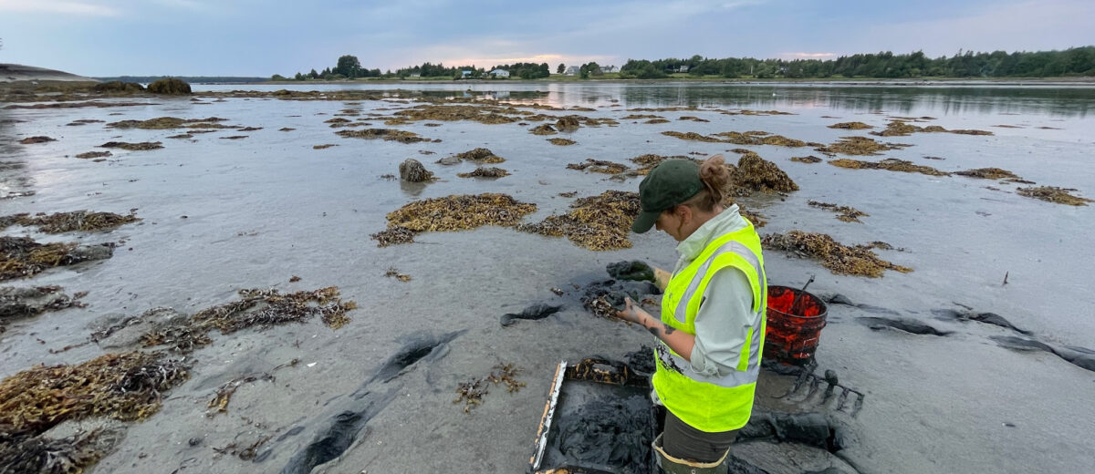 Sunset field work at Thompson Island