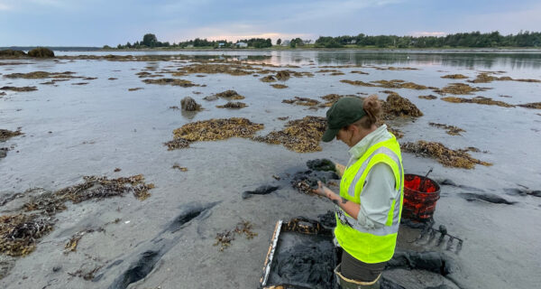 Sunset field work at Thompson Island