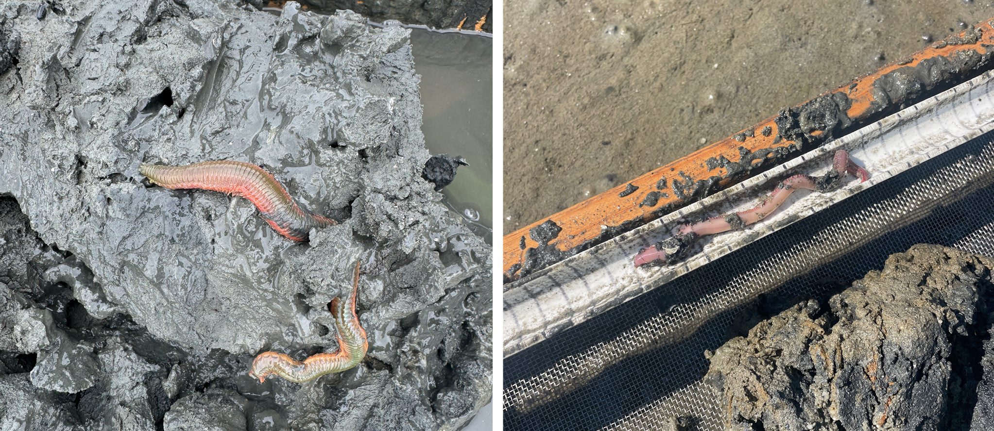 Two-image collage featuring (from left to right): Sandworm (Alitta virens) and Bloodworm (Glycera dibranchiata)