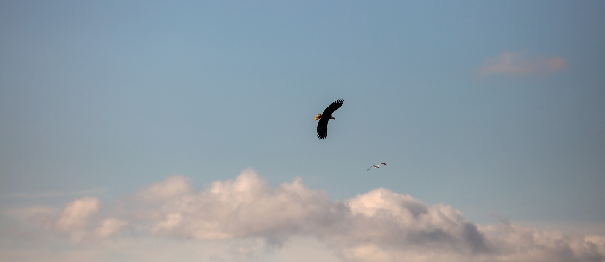 An eagle soars through a blue sky, scattered with fluffy clouds