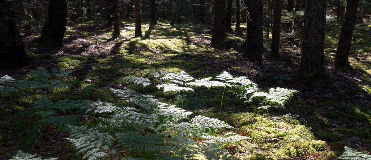 Sunlight washes over ferns under a dense canopy of dark trees