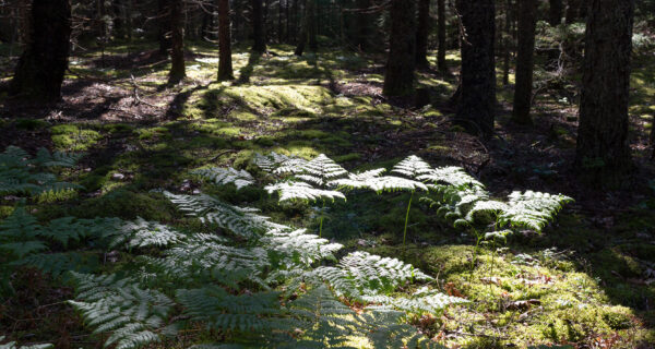 Sunlight washes over ferns under a dense canopy of dark trees