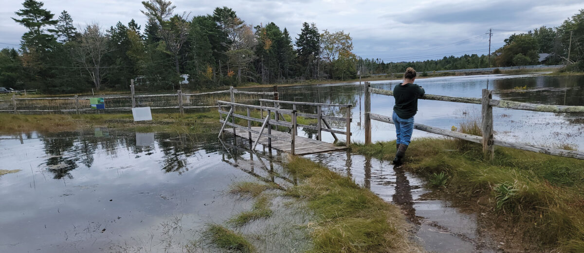 A person walks along a flooded path at the Ocearnarium in Bar Harbor while observing the impacts of sea level rise.