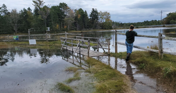 A person walks along a flooded path at the Ocearnarium in Bar Harbor while observing the impacts of sea level rise.