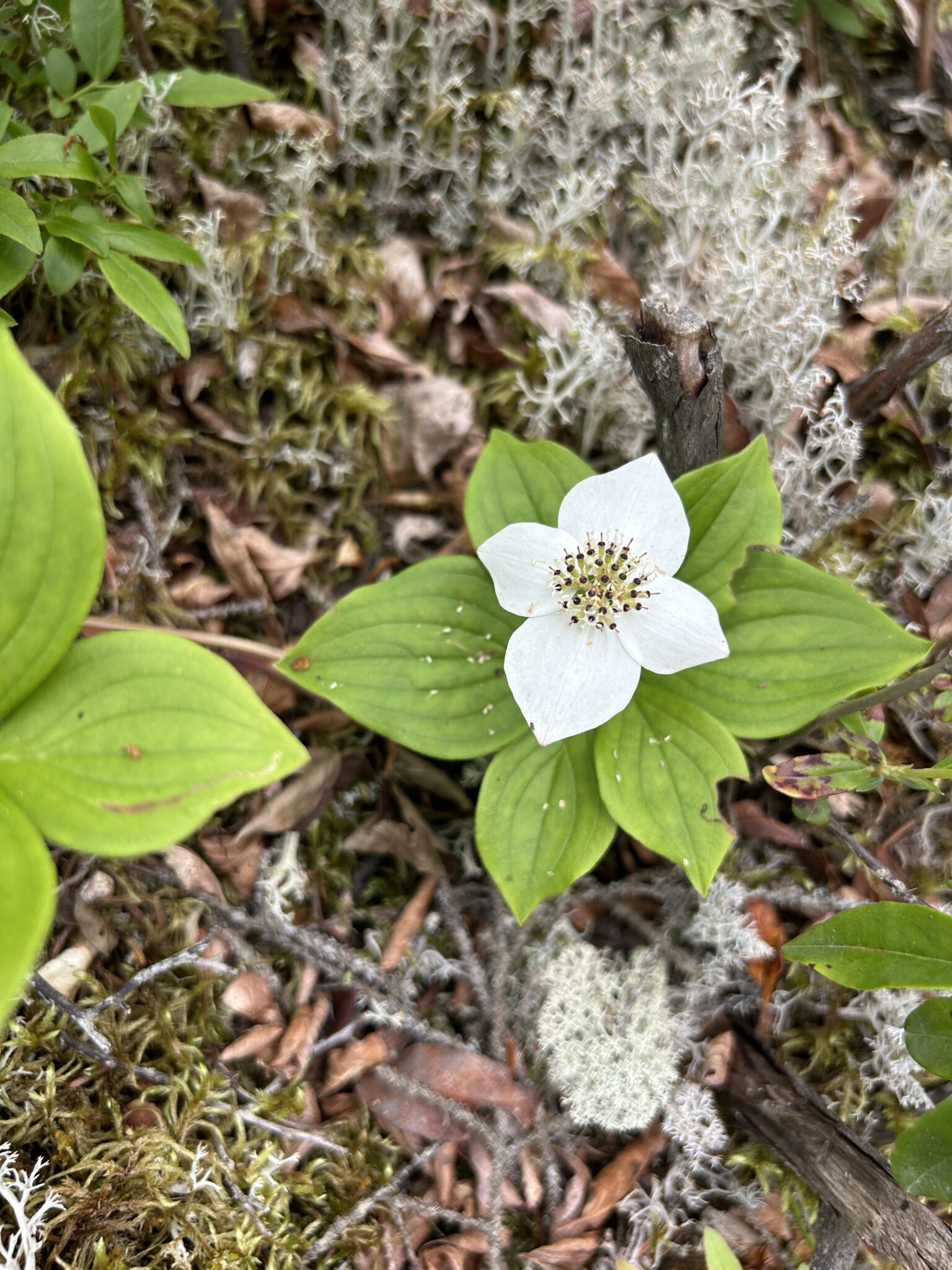 Canadian bunchberry