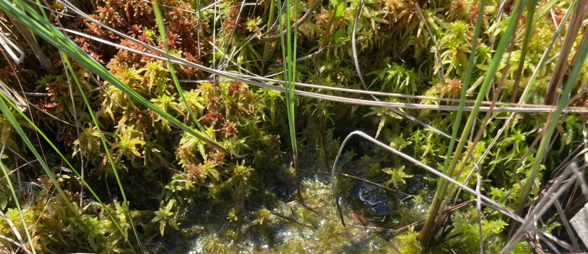 Sphagnum moss next to a boardwalk