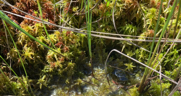 Sphagnum moss next to a boardwalk