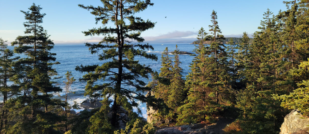 The Atlantic ocean peeps through the trees along the Schoodic Peninsula coast