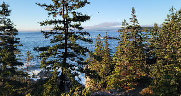 The Atlantic ocean peeps through the trees along the Schoodic Peninsula coast