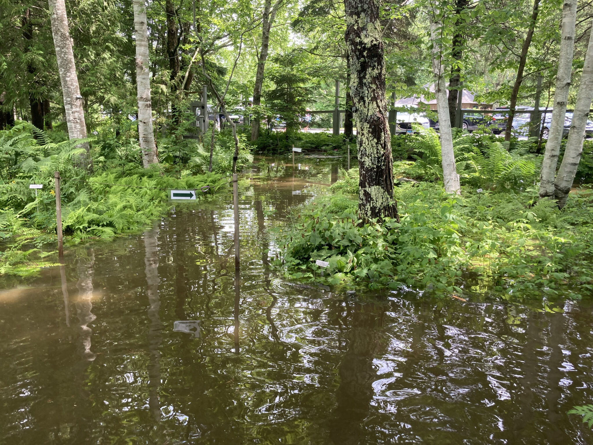 Wild Gardens of Acadia under several feet of water, flooded from a storm 