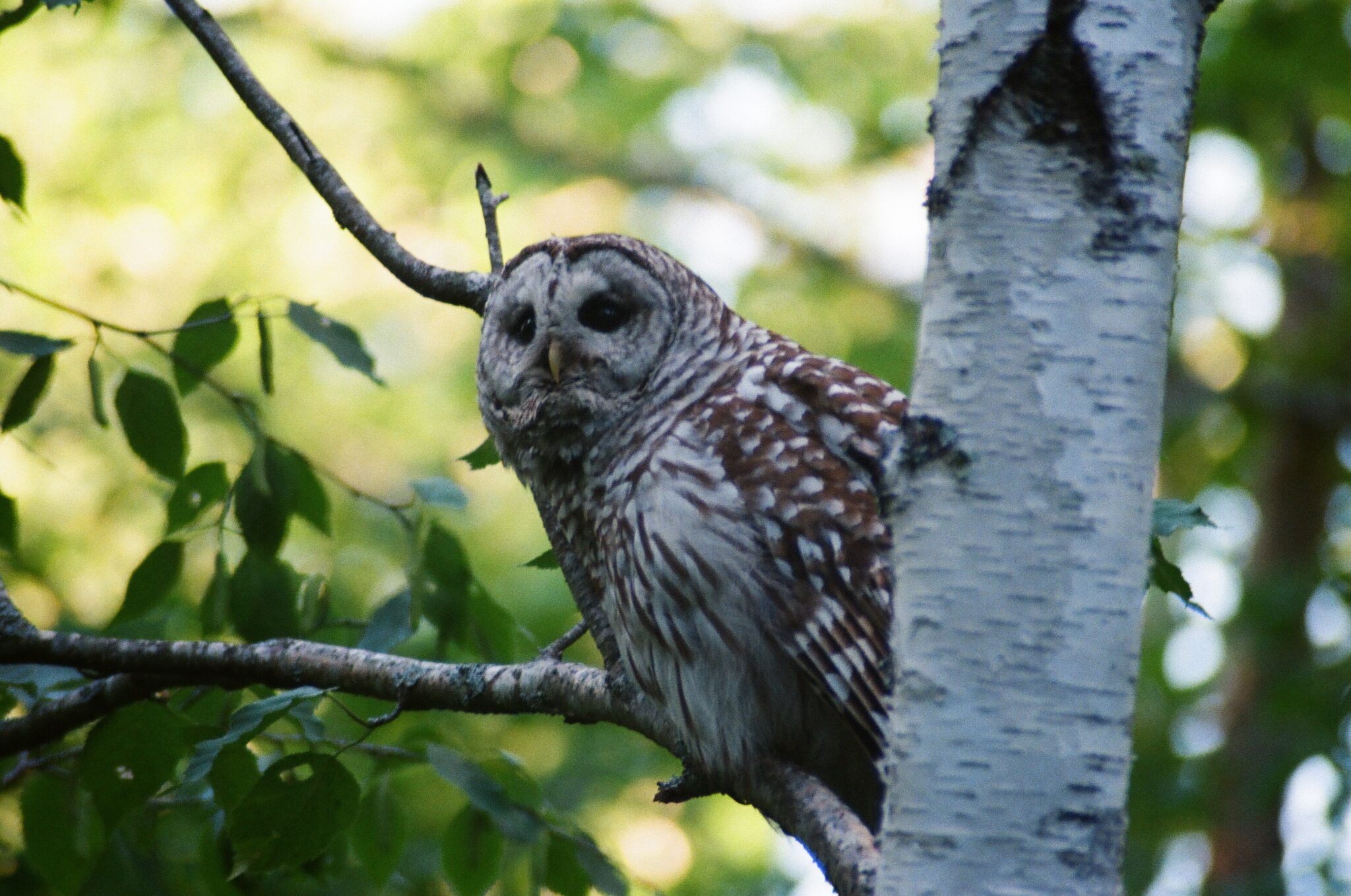 A barred owl sits on a tree branch, surrounded by green leaves 