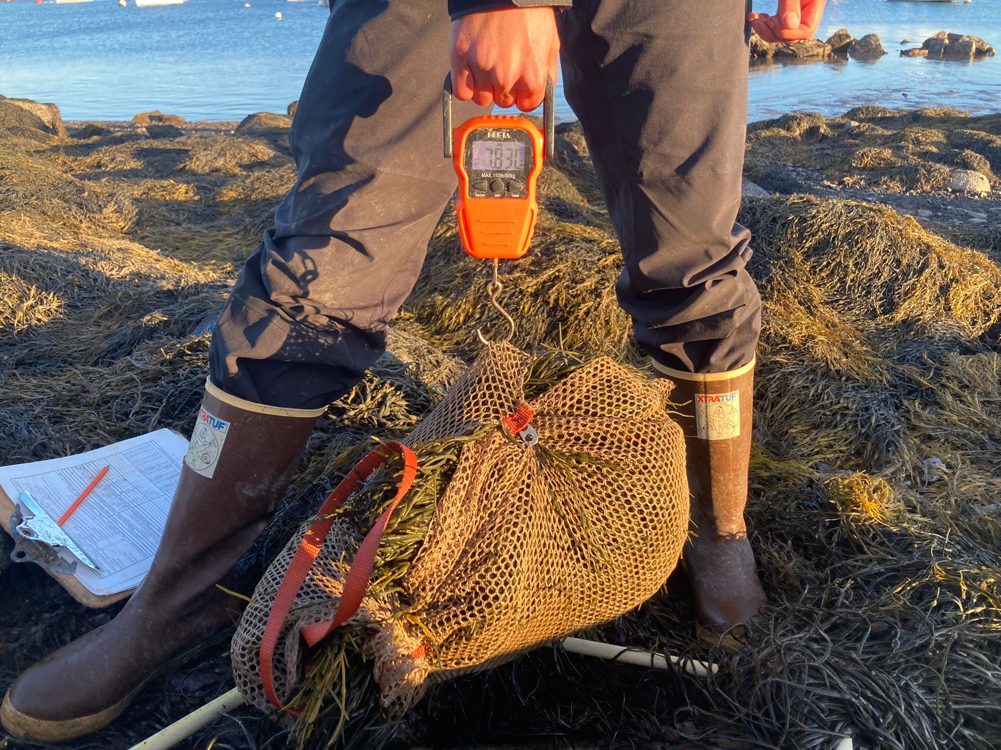 A close-up view of a "rockweed burrito" - a bundle of rockweed wrapped in a knotted bag while being weighted.