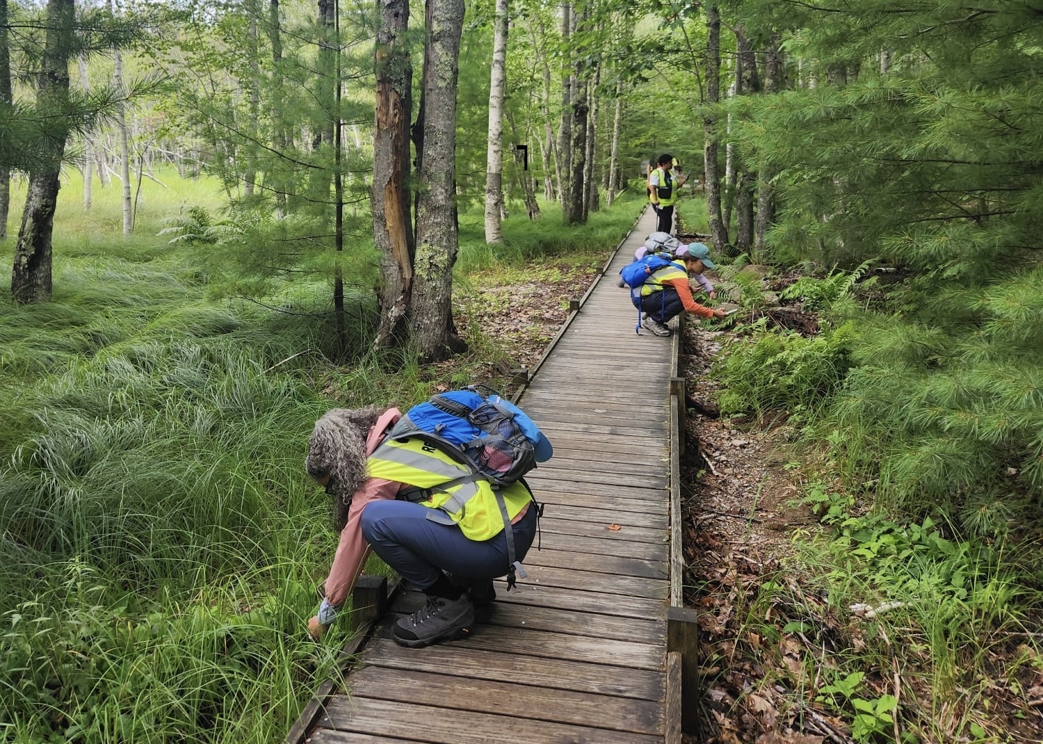 Earthwatch team members crouch along a boardwalk in Acadia while examining nearby plant life