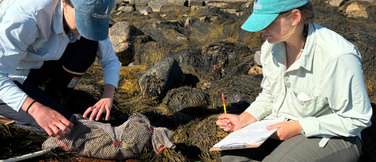 Two research technicians weigh rockweed in a bundle while sitting among the seaweed of the low tide