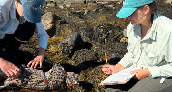 Two research technicians weigh rockweed in a bundle while sitting among the seaweed of the low tide