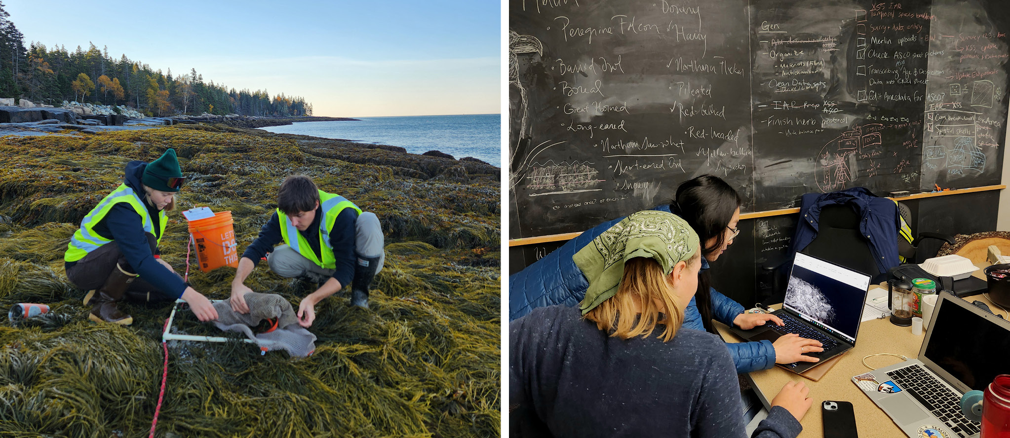 Two image collage, featuring (from left to right): Under a clear blue sky, ecology field technicians Suzannah Buzzell and Sekou Noble-Kuchera working together in the intertidal zone to wrap up a "rockweed burrito" - a bundle of rockweed wrapped up for weighing. RIght: Ecology technicians gather around a table while analyzing data from the field