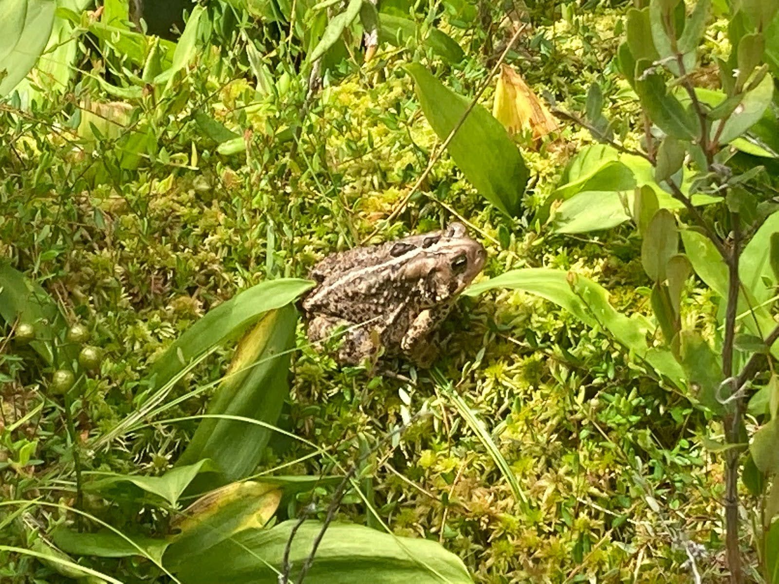 A frog sits among moss