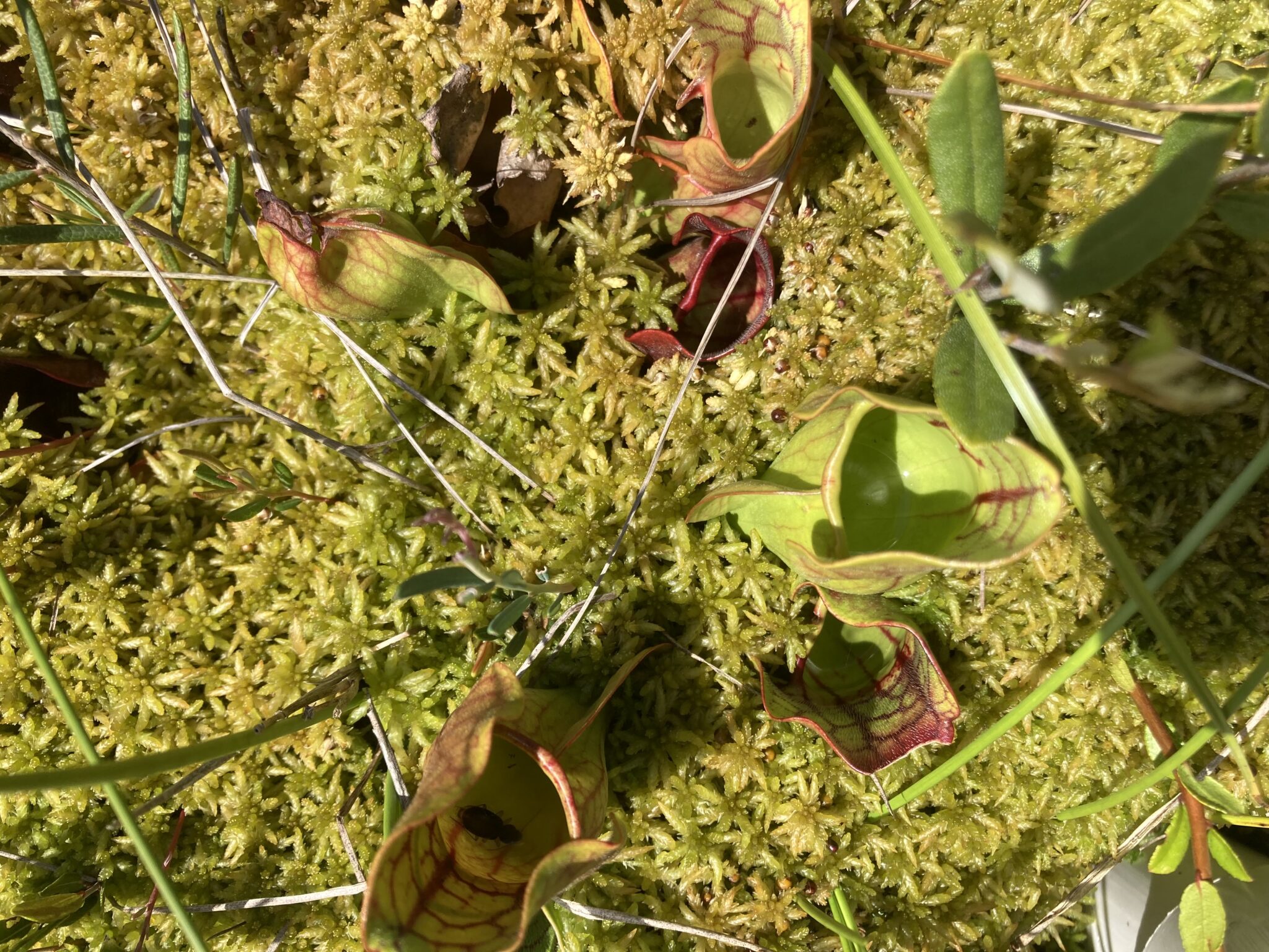 Pitcher plants survive in nitrogen-poor bog soil by digesting insects and other prey