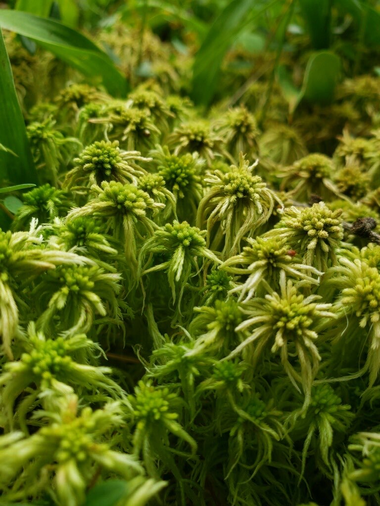 A clump of Sphagnum moss in a boreal peatland