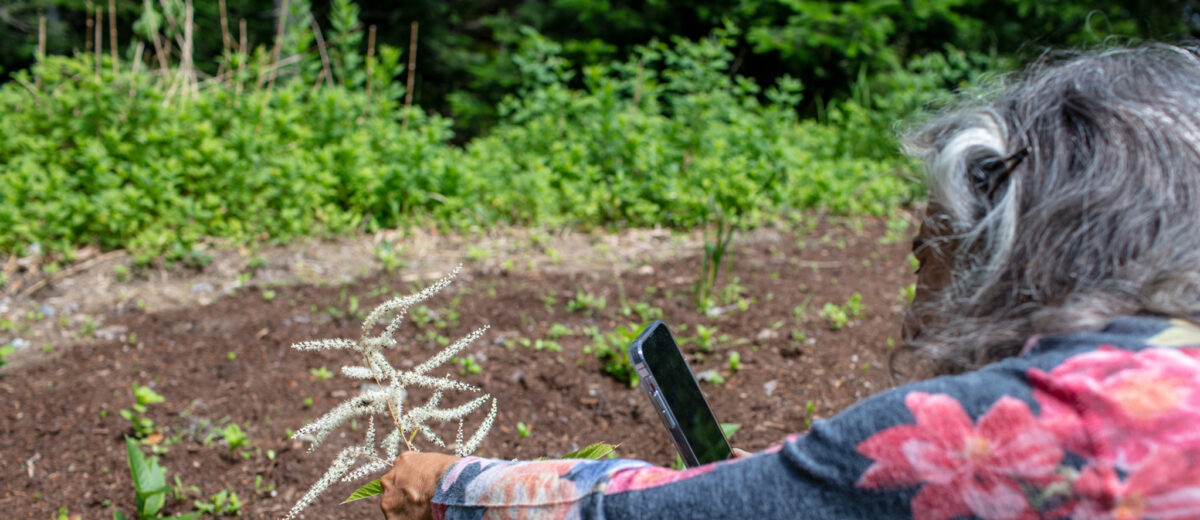 Margie Patlak leans close to a small plant while holding a cell phone to take a photo