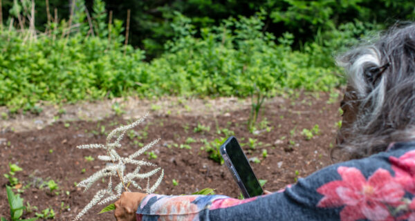 Margie Patlak leans close to a small plant while holding a cell phone to take a photo