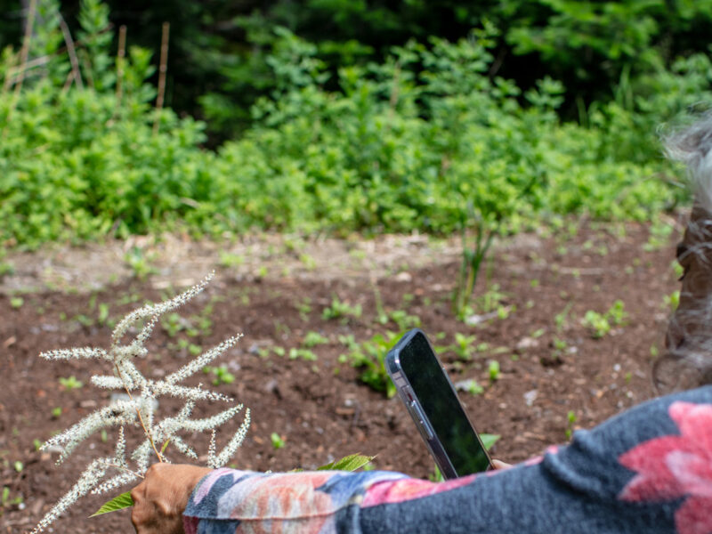 Margie Patlak leans close to a small plant while holding a cell phone to take a photo