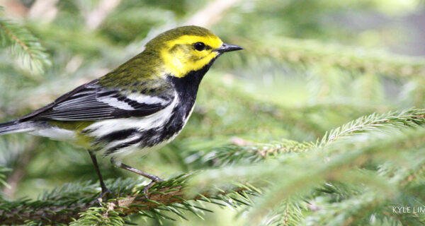 A black-throated green warbler perches on a branch