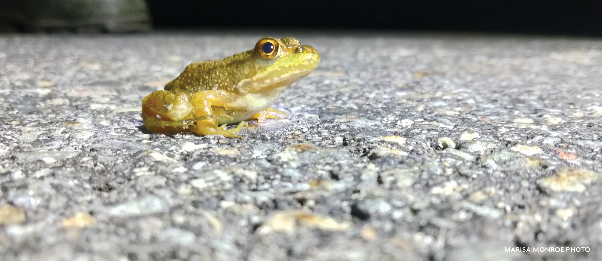 A frog sits on a paved road at night